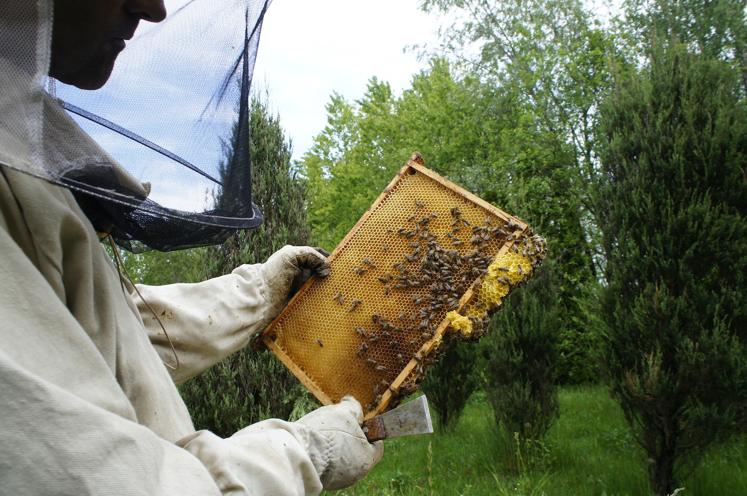 Światowy Dzień Pszczół. Sprawdź, jak chronić te pożyteczne owady! 
